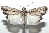  ( - 16-SRNP-100803)  @14 [ ] CreativeCommons  Attribution Non-Commercial Share-Alike (2017) Daniel H. Janzen Guanacaste Dry Forest Conservation Fund