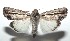  ( - 16-SRNP-100805)  @14 [ ] CreativeCommons  Attribution Non-Commercial Share-Alike (2017) Daniel H. Janzen Guanacaste Dry Forest Conservation Fund