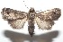  ( - 16-SRNP-100808)  @13 [ ] CreativeCommons  Attribution Non-Commercial Share-Alike (2017) Daniel H. Janzen Guanacaste Dry Forest Conservation Fund