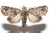 ( - 16-SRNP-100809)  @13 [ ] CreativeCommons  Attribution Non-Commercial Share-Alike (2017) Daniel H. Janzen Guanacaste Dry Forest Conservation Fund