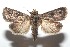  ( - 16-SRNP-100814)  @14 [ ] CreativeCommons  Attribution Non-Commercial Share-Alike (2017) Daniel H. Janzen Guanacaste Dry Forest Conservation Fund