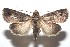  ( - 16-SRNP-100819)  @14 [ ] CreativeCommons  Attribution Non-Commercial Share-Alike (2017) Daniel H. Janzen Guanacaste Dry Forest Conservation Fund
