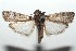  ( - 16-SRNP-100837)  @14 [ ] CreativeCommons  Attribution Non-Commercial Share-Alike (2017) Daniel H. Janzen Guanacaste Dry Forest Conservation Fund