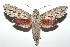  ( - 16-SRNP-100839)  @13 [ ] CreativeCommons  Attribution Non-Commercial Share-Alike (2017) Daniel H. Janzen Guanacaste Dry Forest Conservation Fund