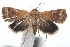  ( - 16-SRNP-100843)  @13 [ ] CreativeCommons  Attribution Non-Commercial Share-Alike (2017) Daniel H. Janzen Guanacaste Dry Forest Conservation Fund