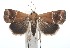  ( - 16-SRNP-100844)  @13 [ ] CreativeCommons  Attribution Non-Commercial Share-Alike (2017) Daniel H. Janzen Guanacaste Dry Forest Conservation Fund