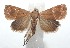  ( - 16-SRNP-100856)  @14 [ ] CreativeCommons  Attribution Non-Commercial Share-Alike (2017) Daniel H. Janzen Guanacaste Dry Forest Conservation Fund