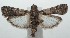  ( - 16-SRNP-100881)  @14 [ ] CreativeCommons  Attribution Non-Commercial Share-Alike (2017) Daniel H. Janzen Guanacaste Dry Forest Conservation Fund