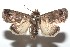  ( - 16-SRNP-100922)  @14 [ ] CreativeCommons  Attribution Non-Commercial Share-Alike (2017) Daniel H. Janzen Guanacaste Dry Forest Conservation Fund