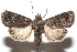  ( - 16-SRNP-100923)  @14 [ ] CreativeCommons  Attribution Non-Commercial Share-Alike (2017) Daniel H. Janzen Guanacaste Dry Forest Conservation Fund