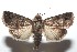  ( - 16-SRNP-100924)  @13 [ ] CreativeCommons  Attribution Non-Commercial Share-Alike (2017) Daniel H. Janzen Guanacaste Dry Forest Conservation Fund
