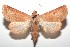  ( - 16-SRNP-100931)  @14 [ ] CreativeCommons  Attribution Non-Commercial Share-Alike (2017) Daniel H. Janzen Guanacaste Dry Forest Conservation Fund