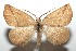  ( - 16-SRNP-100933)  @14 [ ] CreativeCommons  Attribution Non-Commercial Share-Alike (2017) Daniel H. Janzen Guanacaste Dry Forest Conservation Fund