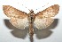  ( - 16-SRNP-100941)  @14 [ ] CreativeCommons  Attribution Non-Commercial Share-Alike (2017) Daniel H. Janzen Guanacaste Dry Forest Conservation Fund
