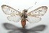  ( - 16-SRNP-100946)  @14 [ ] CreativeCommons  Attribution Non-Commercial Share-Alike (2017) Daniel H. Janzen Guanacaste Dry Forest Conservation Fund