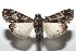  ( - 16-SRNP-100959)  @14 [ ] CreativeCommons  Attribution Non-Commercial Share-Alike (2017) Daniel H. Janzen Guanacaste Dry Forest Conservation Fund