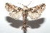  ( - 16-SRNP-100967)  @13 [ ] CreativeCommons  Attribution Non-Commercial Share-Alike (2017) Daniel H. Janzen Guanacaste Dry Forest Conservation Fund