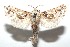  ( - 16-SRNP-100969)  @14 [ ] CreativeCommons  Attribution Non-Commercial Share-Alike (2017) Daniel H. Janzen Guanacaste Dry Forest Conservation Fund