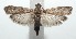  ( - 16-SRNP-100993)  @13 [ ] CreativeCommons  Attribution Non-Commercial Share-Alike (2017) Daniel H. Janzen Guanacaste Dry Forest Conservation Fund