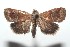  ( - 16-SRNP-101031)  @13 [ ] CreativeCommons  Attribution Non-Commercial Share-Alike (2017) Daniel H. Janzen Guanacaste Dry Forest Conservation Fund