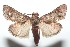  ( - 16-SRNP-101033)  @14 [ ] CreativeCommons  Attribution Non-Commercial Share-Alike (2017) Daniel H. Janzen Guanacaste Dry Forest Conservation Fund
