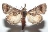  ( - 16-SRNP-101036)  @14 [ ] CreativeCommons  Attribution Non-Commercial Share-Alike (2017) Daniel H. Janzen Guanacaste Dry Forest Conservation Fund