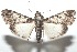  ( - 16-SRNP-101037)  @14 [ ] CreativeCommons  Attribution Non-Commercial Share-Alike (2017) Daniel H. Janzen Guanacaste Dry Forest Conservation Fund