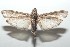  ( - 16-SRNP-101039)  @13 [ ] CreativeCommons  Attribution Non-Commercial Share-Alike (2017) Daniel H. Janzen Guanacaste Dry Forest Conservation Fund