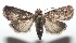  ( - 16-SRNP-101076)  @14 [ ] CreativeCommons  Attribution Non-Commercial Share-Alike (2017) Daniel H. Janzen Guanacaste Dry Forest Conservation Fund