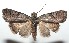  ( - 16-SRNP-101079)  @14 [ ] CreativeCommons  Attribution Non-Commercial Share-Alike (2017) Daniel H. Janzen Guanacaste Dry Forest Conservation Fund