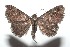  ( - 16-SRNP-101083)  @14 [ ] CreativeCommons  Attribution Non-Commercial Share-Alike (2017) Daniel H. Janzen Guanacaste Dry Forest Conservation Fund