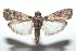  ( - 16-SRNP-101130)  @14 [ ] CreativeCommons  Attribution Non-Commercial Share-Alike (2017) Daniel H. Janzen Guanacaste Dry Forest Conservation Fund