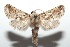  ( - 16-SRNP-101147)  @13 [ ] CreativeCommons  Attribution Non-Commercial Share-Alike (2017) Daniel H. Janzen Guanacaste Dry Forest Conservation Fund
