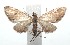  (Eupithecia BioLep1177 - 16-SRNP-101177)  @15 [ ] CreativeCommons  Attribution Non-Commercial Share-Alike (2017) Daniel H. Janzen Guanacaste Dry Forest Conservation Fund