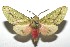  (Symphlebia underwoodiDHJ02 - 16-SRNP-101194)  @15 [ ] CreativeCommons  Attribution Non-Commercial Share-Alike (2017) Daniel H. Janzen Guanacaste Dry Forest Conservation Fund