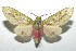  ( - 16-SRNP-101195)  @14 [ ] CreativeCommons  Attribution Non-Commercial Share-Alike (2017) Daniel H. Janzen Guanacaste Dry Forest Conservation Fund