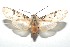  ( - 16-SRNP-101196)  @14 [ ] CreativeCommons  Attribution Non-Commercial Share-Alike (2017) Daniel H. Janzen Guanacaste Dry Forest Conservation Fund
