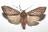  ( - 16-SRNP-101206)  @14 [ ] CreativeCommons  Attribution Non-Commercial Share-Alike (2017) Daniel H. Janzen Guanacaste Dry Forest Conservation Fund