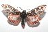  (Dysschema ledaBE02 - 16-SRNP-101213)  @15 [ ] CreativeCommons  Attribution Non-Commercial Share-Alike (2017) Daniel H. Janzen Guanacaste Dry Forest Conservation Fund