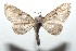 ( - 16-SRNP-101229)  @13 [ ] CreativeCommons  Attribution Non-Commercial Share-Alike (2017) Daniel H. Janzen Guanacaste Dry Forest Conservation Fund