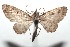  ( - 16-SRNP-101231)  @14 [ ] CreativeCommons  Attribution Non-Commercial Share-Alike (2017) Daniel H. Janzen Guanacaste Dry Forest Conservation Fund