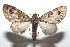  ( - 16-SRNP-101243)  @14 [ ] CreativeCommons  Attribution Non-Commercial Share-Alike (2017) Daniel H. Janzen Guanacaste Dry Forest Conservation Fund