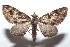  ( - 16-SRNP-101244)  @13 [ ] CreativeCommons  Attribution Non-Commercial Share-Alike (2017) Daniel H. Janzen Guanacaste Dry Forest Conservation Fund