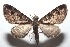  ( - 16-SRNP-101245)  @13 [ ] CreativeCommons  Attribution Non-Commercial Share-Alike (2017) Daniel H. Janzen Guanacaste Dry Forest Conservation Fund