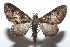  ( - 16-SRNP-101247)  @13 [ ] CreativeCommons  Attribution Non-Commercial Share-Alike (2017) Daniel H. Janzen Guanacaste Dry Forest Conservation Fund