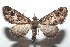 ( - 16-SRNP-101251)  @13 [ ] CreativeCommons  Attribution Non-Commercial Share-Alike (2017) Daniel H. Janzen Guanacaste Dry Forest Conservation Fund