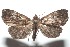  (Rivula Janzen16 - 16-SRNP-101259)  @14 [ ] CreativeCommons  Attribution Non-Commercial Share-Alike (2017) Daniel H. Janzen Guanacaste Dry Forest Conservation Fund