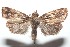  (Micromonodes - 16-SRNP-101262)  @15 [ ] CreativeCommons  Attribution Non-Commercial Share-Alike (2017) Daniel H. Janzen Guanacaste Dry Forest Conservation Fund