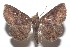  ( - 16-SRNP-101269)  @11 [ ] CreativeCommons  Attribution Non-Commercial Share-Alike (2017) Daniel H. Janzen Guanacaste Dry Forest Conservation Fund