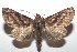  ( - 16-SRNP-101278)  @13 [ ] CreativeCommons  Attribution Non-Commercial Share-Alike (2017) Daniel H. Janzen Guanacaste Dry Forest Conservation Fund